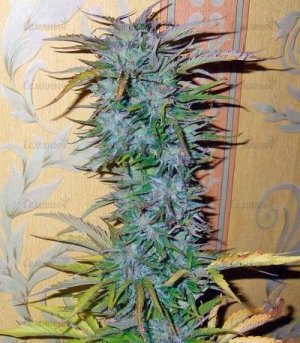 Auto_White_Widow.jpg