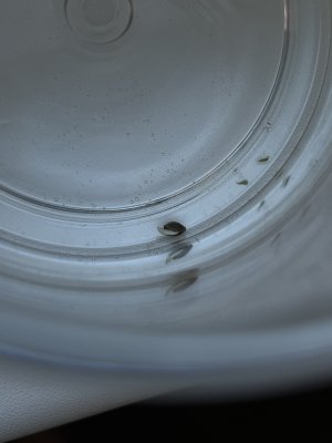 IMG_3199.jpeg