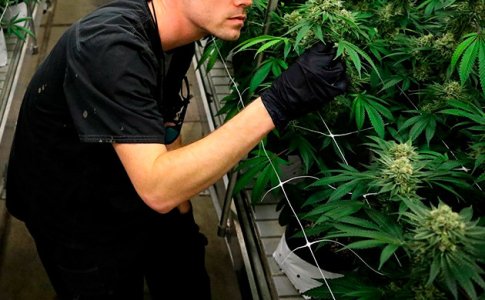 Kultivaciya-kannabisa__abGIEo8MqQKYvVrn.jpg