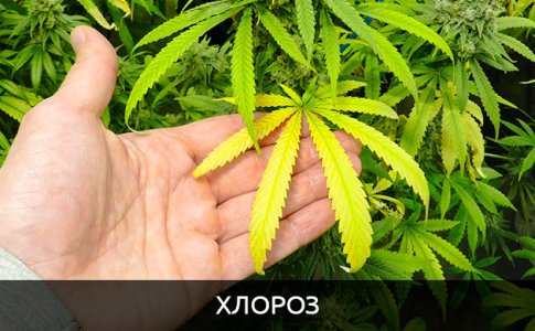 hloroz__wJmafo53bl8bMtDL.jpg