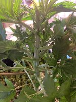 IMG_9074.jpeg