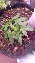 IMG_20251101_221824.jpg