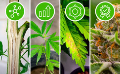 polza-rizobakterij-dlya-kannabisa__rRmdbkU6Q8D8viSP.jpg