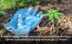 Kogda-uzhe-slishkom-pozdno-nachinat-vyrashivat-konoplyu-v-otkrytom-grunte__b4IKyTAE8Y3emyyf.jpg