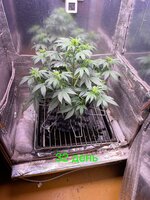 IMG_2187.jpeg