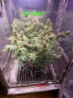 IMG_2761.jpeg