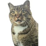 1772805154213.png
