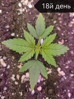 Amnesia Auto fem (Семяныч)