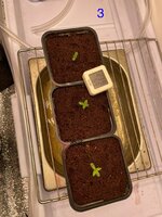 IMG_4440.jpeg