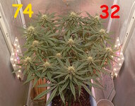 74-32 сут (1).jpg