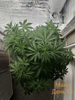 IMG_3306.jpeg