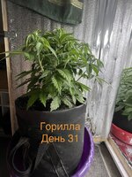 IMG_3305.jpeg