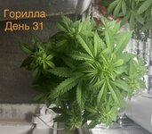 IMG_3304.jpeg