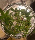 IMG_7283.jpeg