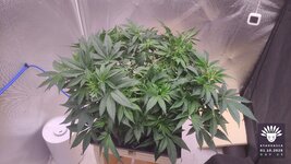 2026-10-01_aya-01_flo-w06d45_canopy_01.jpg