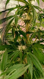 1000134755.jpg