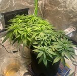 IMG_7412.jpeg