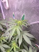 IMG_7015.jpeg