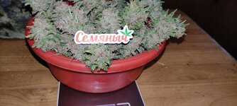 Задание на осень 🤓