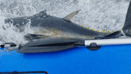 1786251546689.gif
