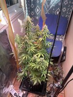 IMG_3417.jpeg
