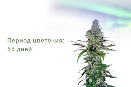 Сорт конопли Northern Lights Сорт конопли Northern Lights