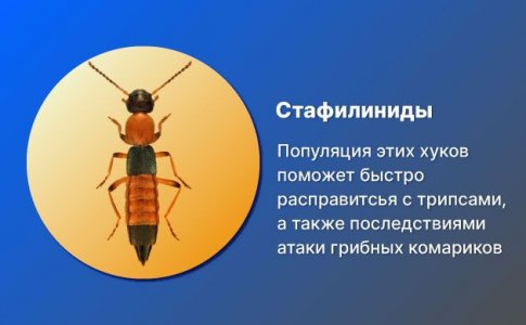Жуки стафилиниды