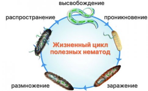 Полезные нематоды Полезные нематоды