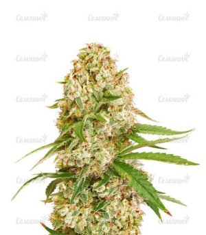Gorilla GLue #4.jpg
