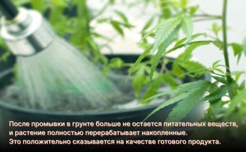 Priblizhenie-kharvesta.jpg