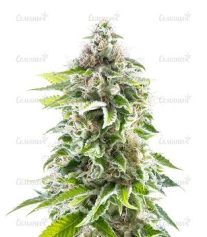 cookies haze.jpg