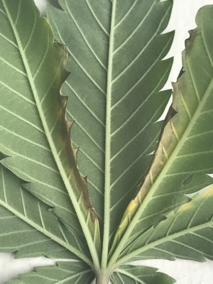 838EDA33-10B6-4FCA-8E59-187AB8EA85CE.jpeg