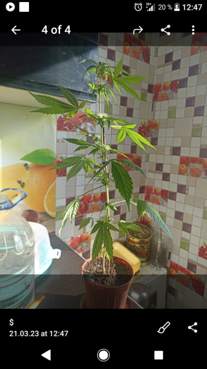 Screenshot_20230321-124754.png