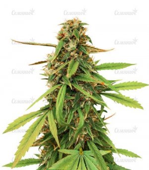 strain-Auto-Amnesia-Lemon.jpg strain-Auto-Amnesia-Lemon.jpg