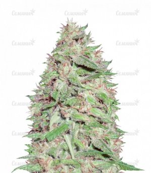 sort_Dizzy_Lights_dr_krippling_seeds__bSKU5ByoYI2inSrj.jpg