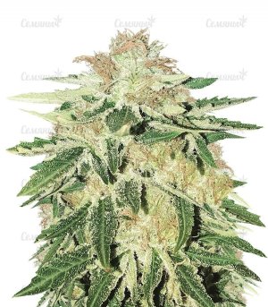 sort_Kripple_Roulette_dr_krippling_seeds__GGhvti7hHAUXUJBn.jpg