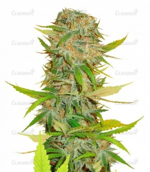 Aurora_Indica_Regular_sort_konopli__riKBXvWo0O6HCLdu.jpg
