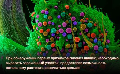 Гниль шишек конопли