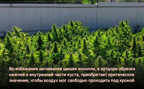 Профилактика плесени в аутдоре