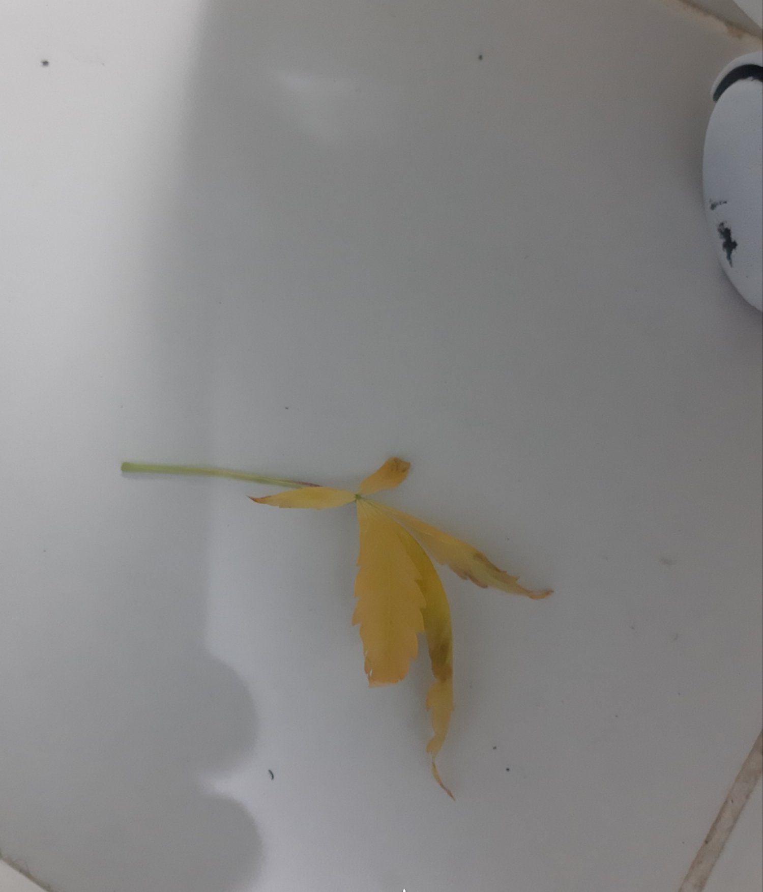 20230418_110521.jpg