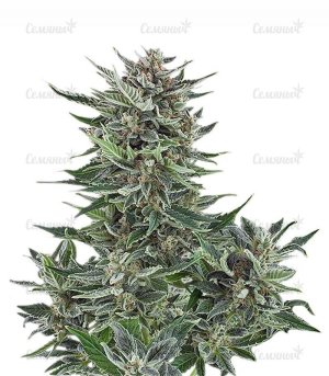 sort_Easy_Bud_auto_RQS__R6djbHSACtYiat13.jpg