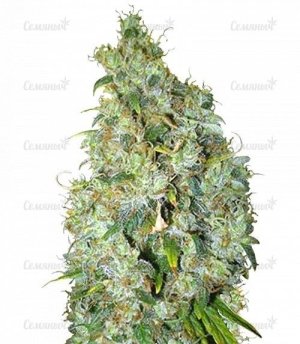 sort_Northern_Light_X_Skunk__tiIl6I6myVgWTlHq.jpg