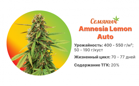 Amnesia Lemon Auto