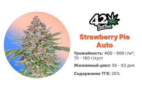  Strawberry Pie Auto
