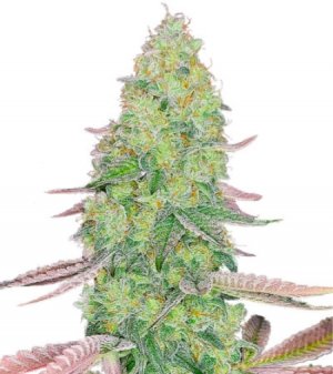 kush mints.jpg