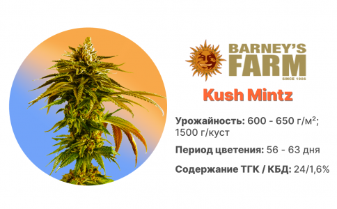 Kush Mintz