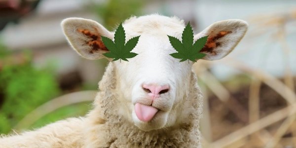 animales_800x400.jpg animales_800x400.jpg