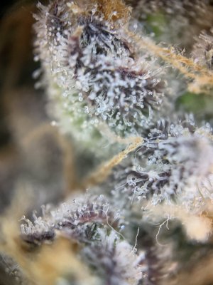 IMG_4559.jpg
