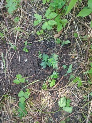 cleaned_IMG202406031104571.jpg