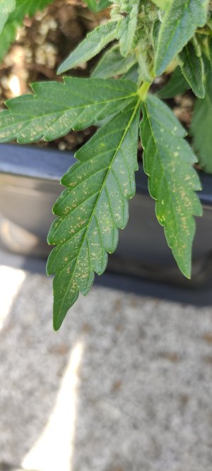 IMG_20240903_125625.jpg